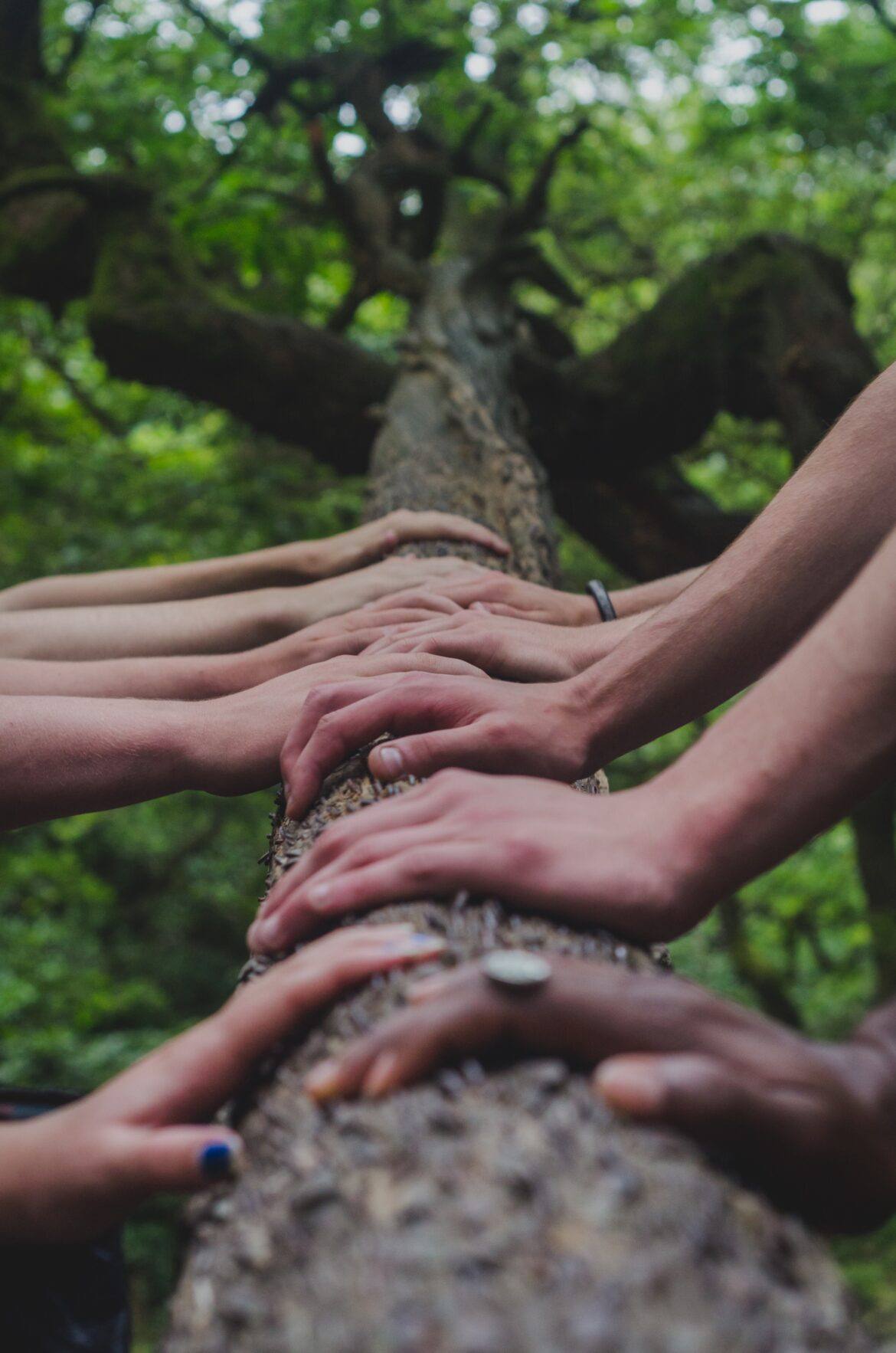 hands on a tree log