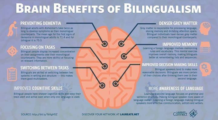 compared monolingual brain bilingual brain