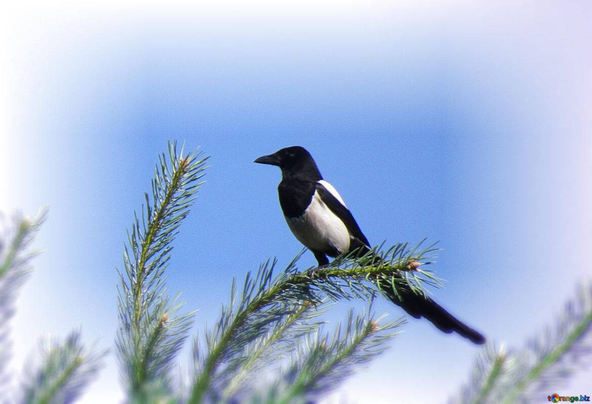 Free picture () from https://torange.biz/fx/magpie-top-tree-effect-mirror-92022 expectations of use