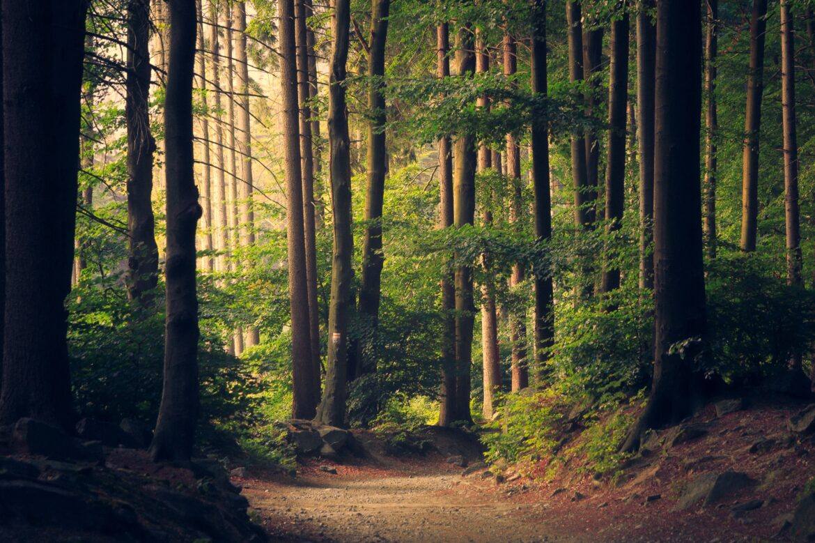lukasz-szmigiel-jFCViYFYcus-unsplash a forest