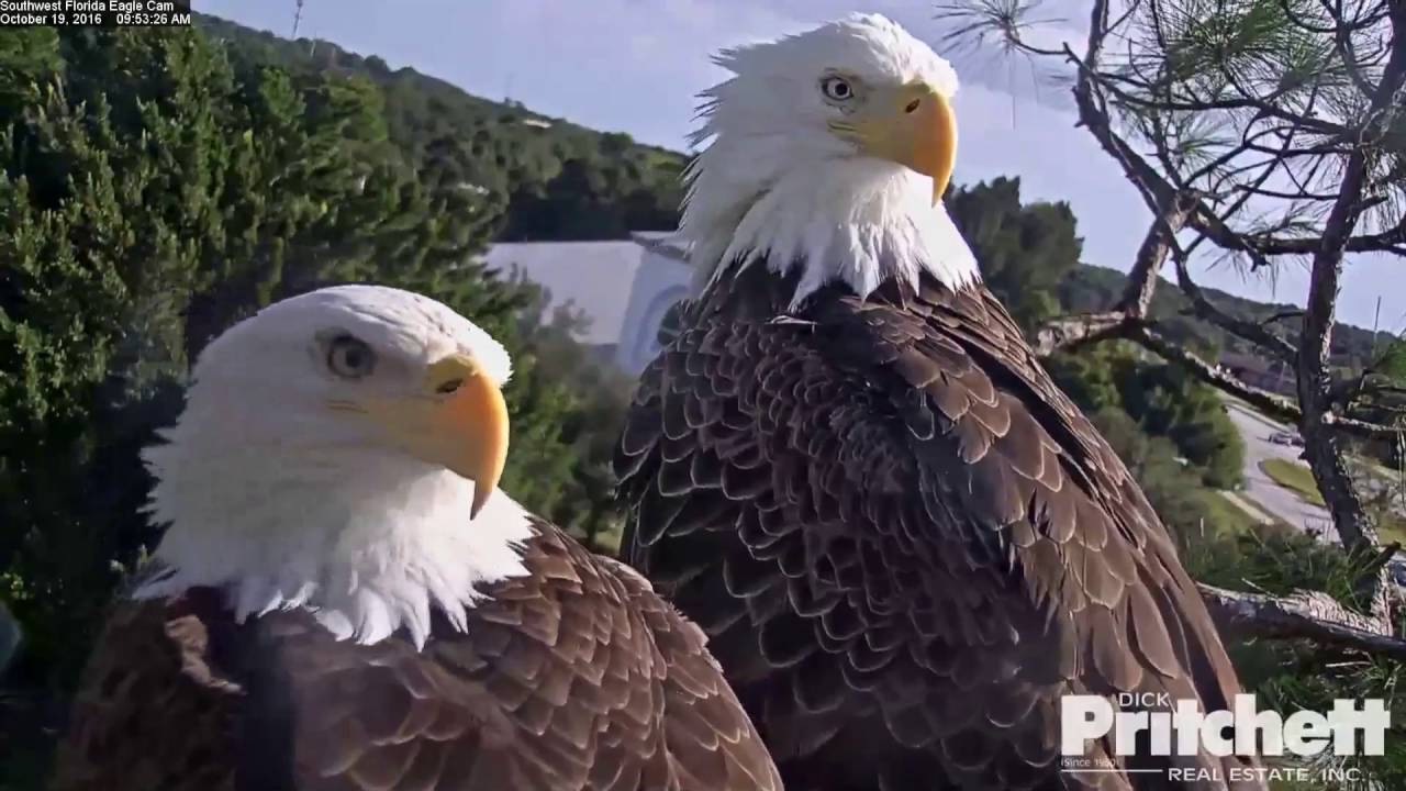 Celebrate National American Eagle Day • TechNotes Blog