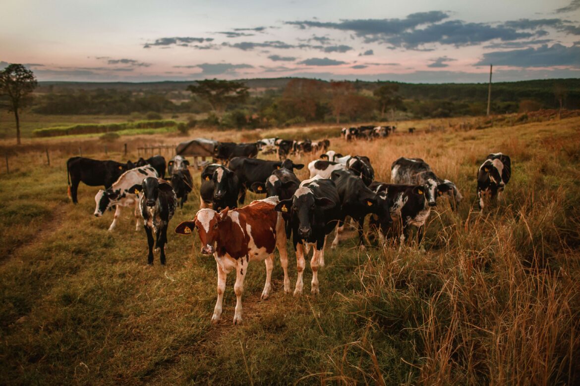 helena-lopes-9BGYQ6jD8Gk-unsplash-2 ed tech news