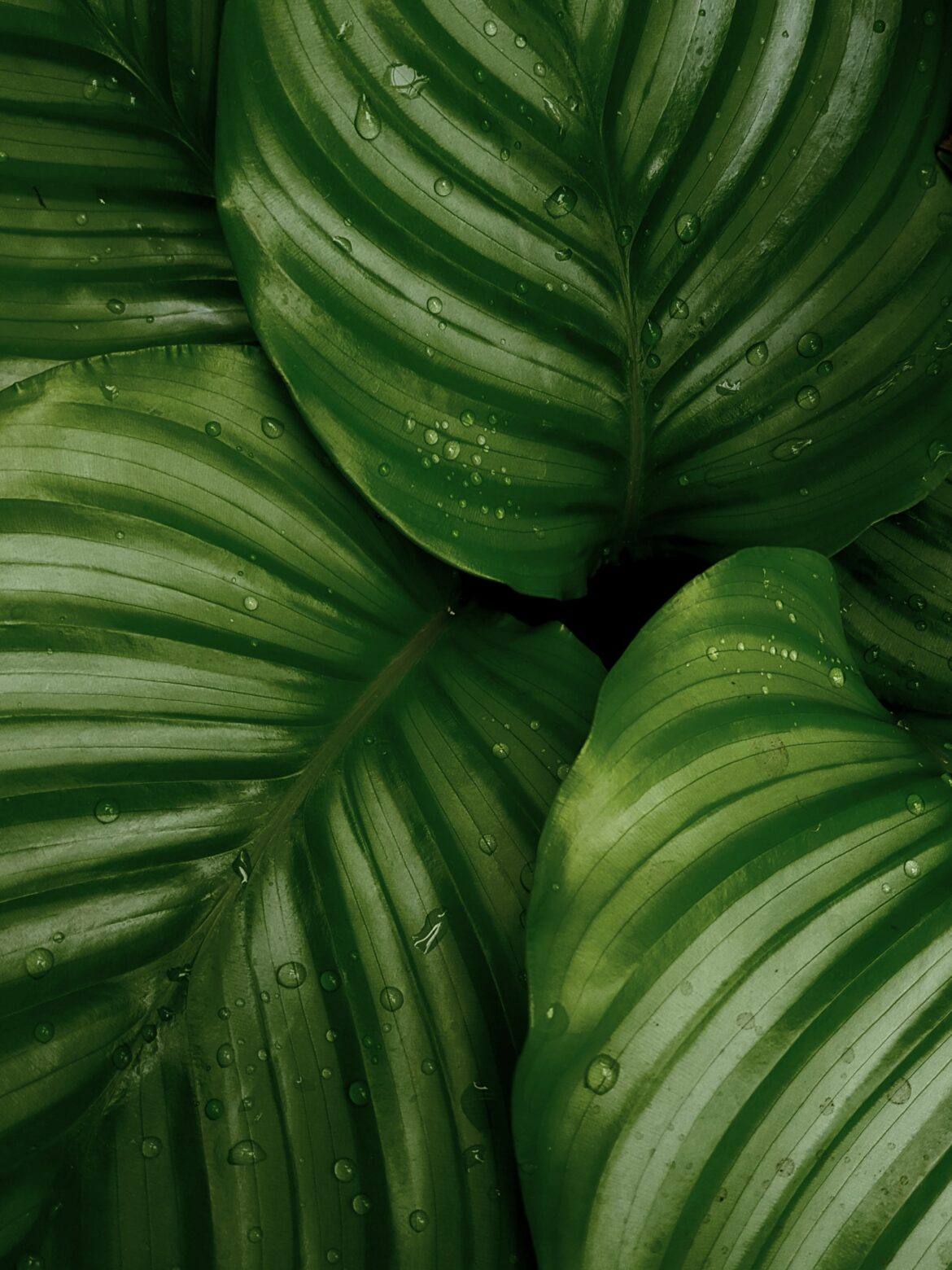 josefin-NeH6-YKTwUI-unsplash