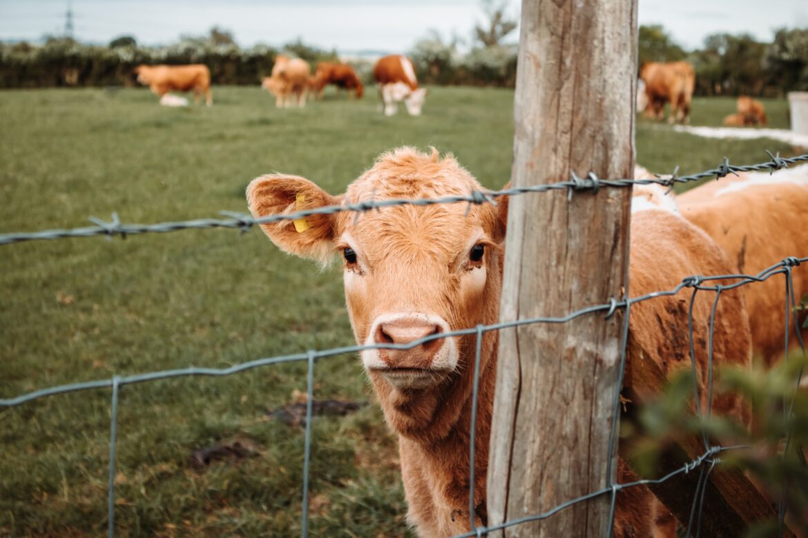 pexels-will-kirk-4488405 image of a calf behind a fence