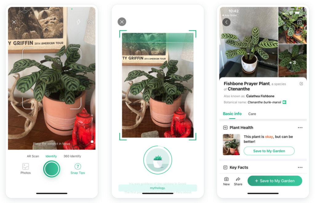 Screenshots of three photos of a plant scanned by the Picture this app.  Photos show the plant being scanned and then, some of the information provided by the app after scanning- like plant health and key facts. 