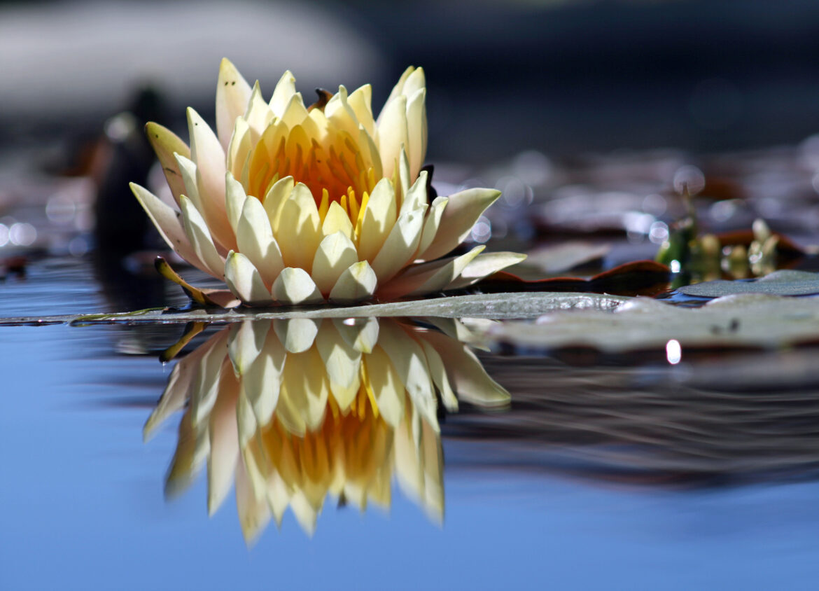 Flower_reflection micro-reflections