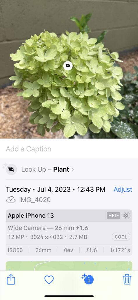 A photo of a hydrangea take by an iPhone showing how the visual lookup tool works.