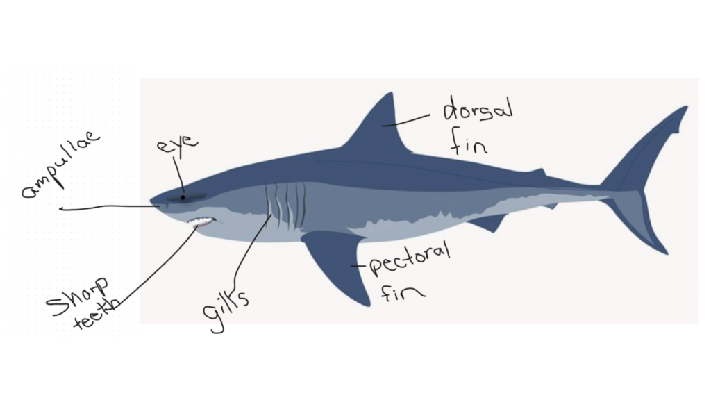 Shark with parts labeled using an online interactive whiteboard.