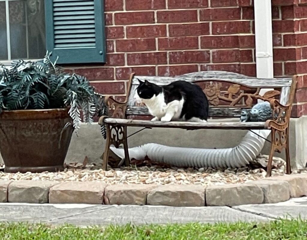 Photograph of a tuxedo cat perched on a bench. The bench sits on tops of a garden filled with gravel, with a paver rock barrier, in front of a brick house.