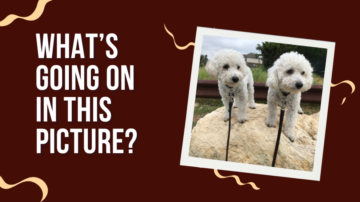 What’s Going On in This Picture Image with the words, "What's Going On in This Picture?" and an image of two dogs.