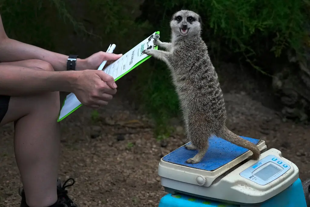 A sample image from the New York Times website. The image contains a picture of a racoon on a scale holding a clipboard.